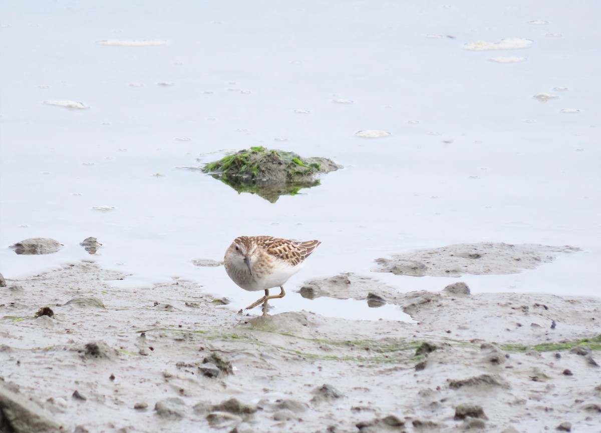 Least Sandpiper - ML256699121