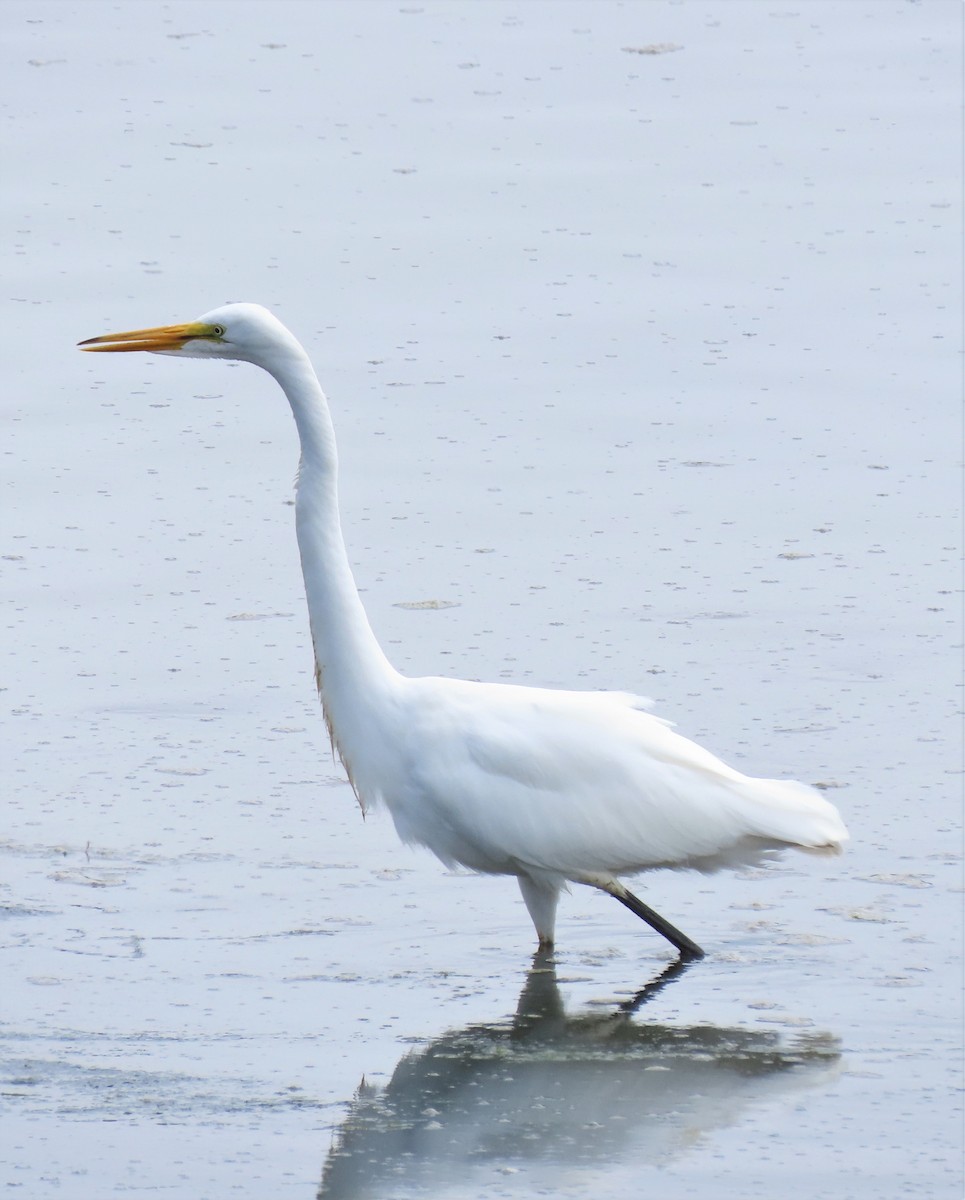 Great Egret - ML256699201