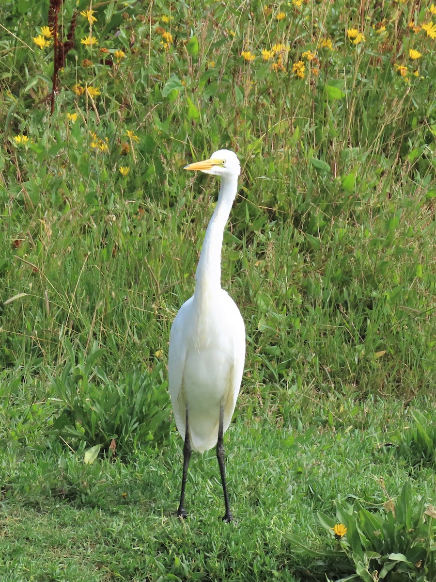 Great Egret - ML256699211