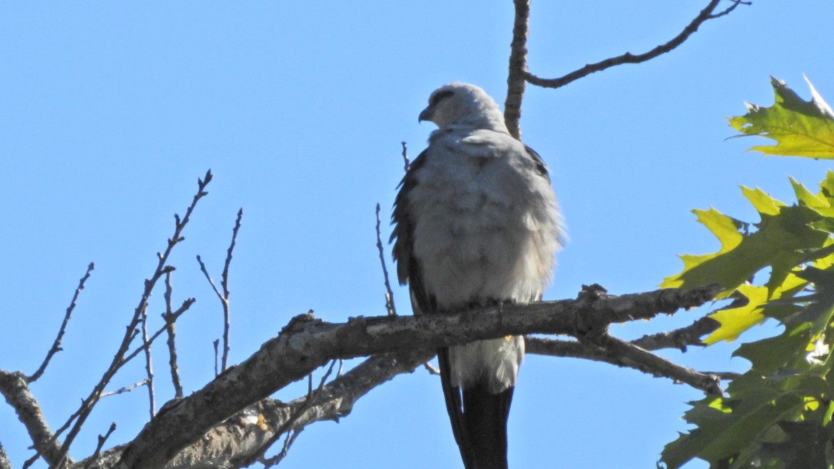 Миссисипский коршун - ML256701381