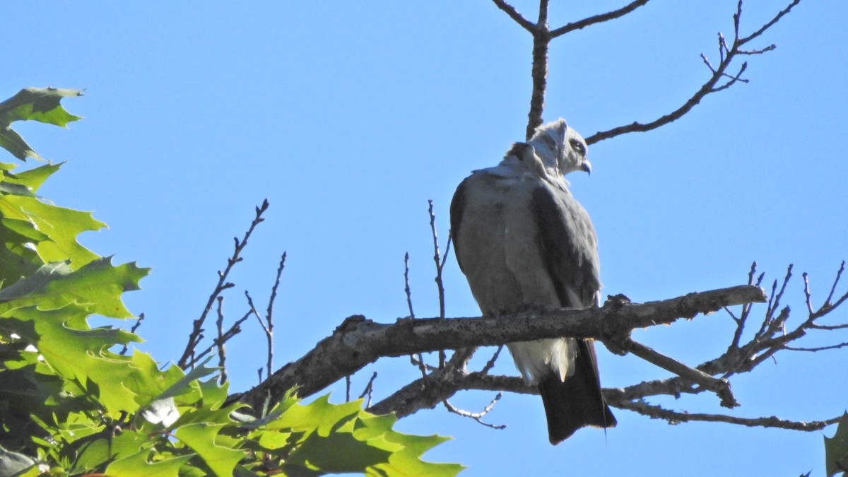 Миссисипский коршун - ML256701391