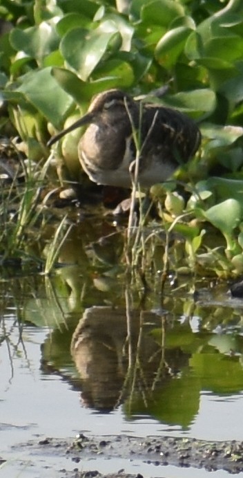 Greater Painted-Snipe - ML256701961