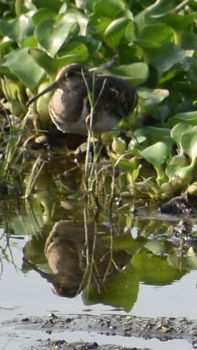 Greater Painted-Snipe - ML256701971