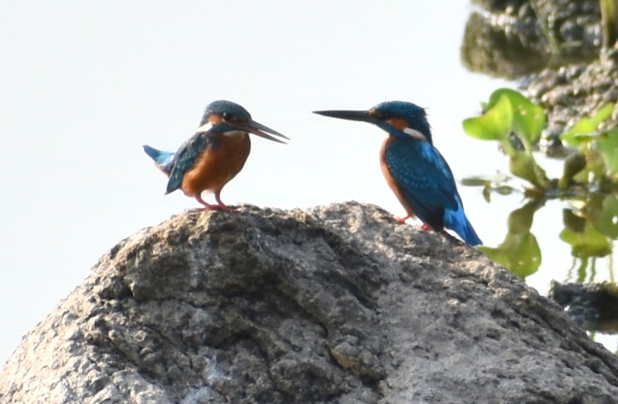 Common Kingfisher - ML256702041