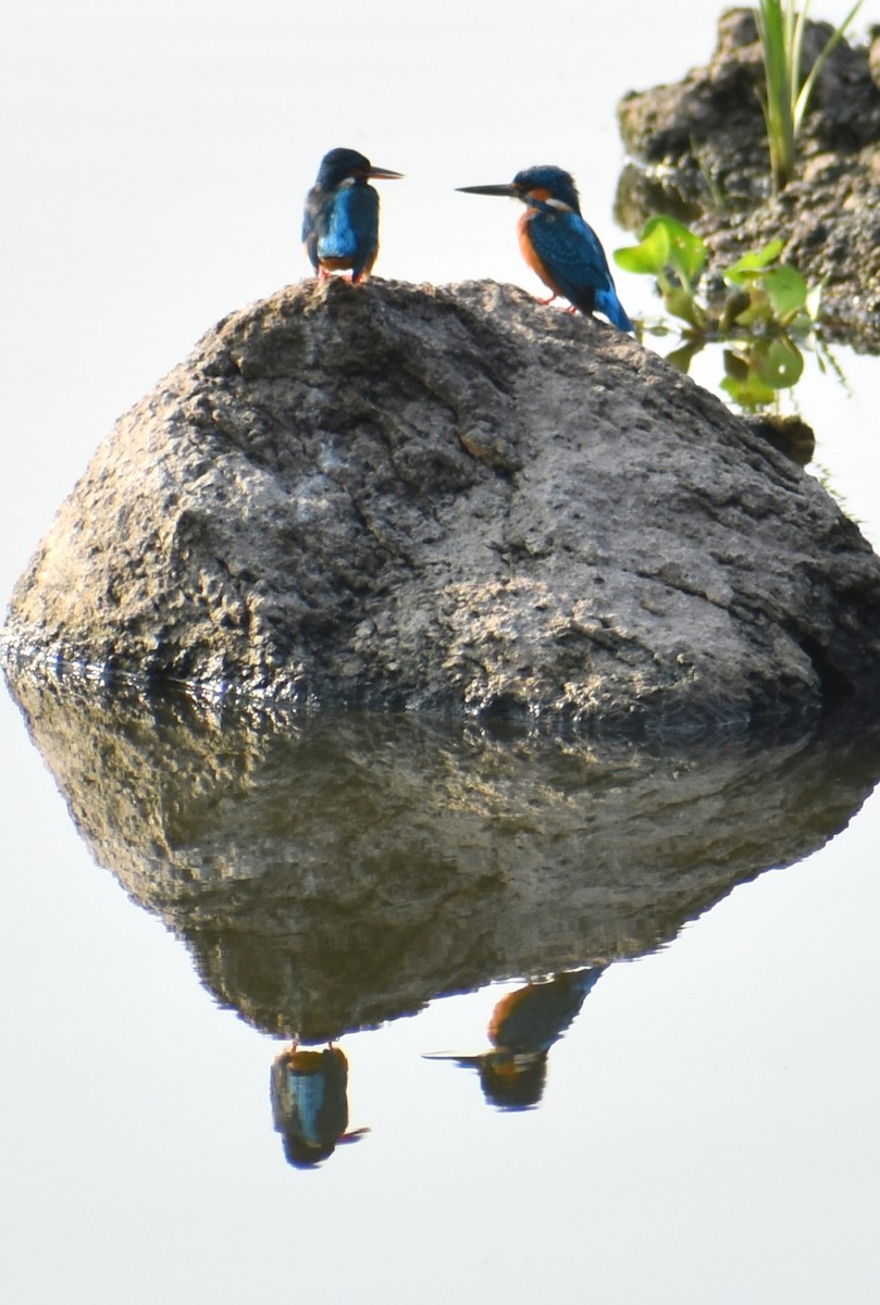 Common Kingfisher - ML256702071