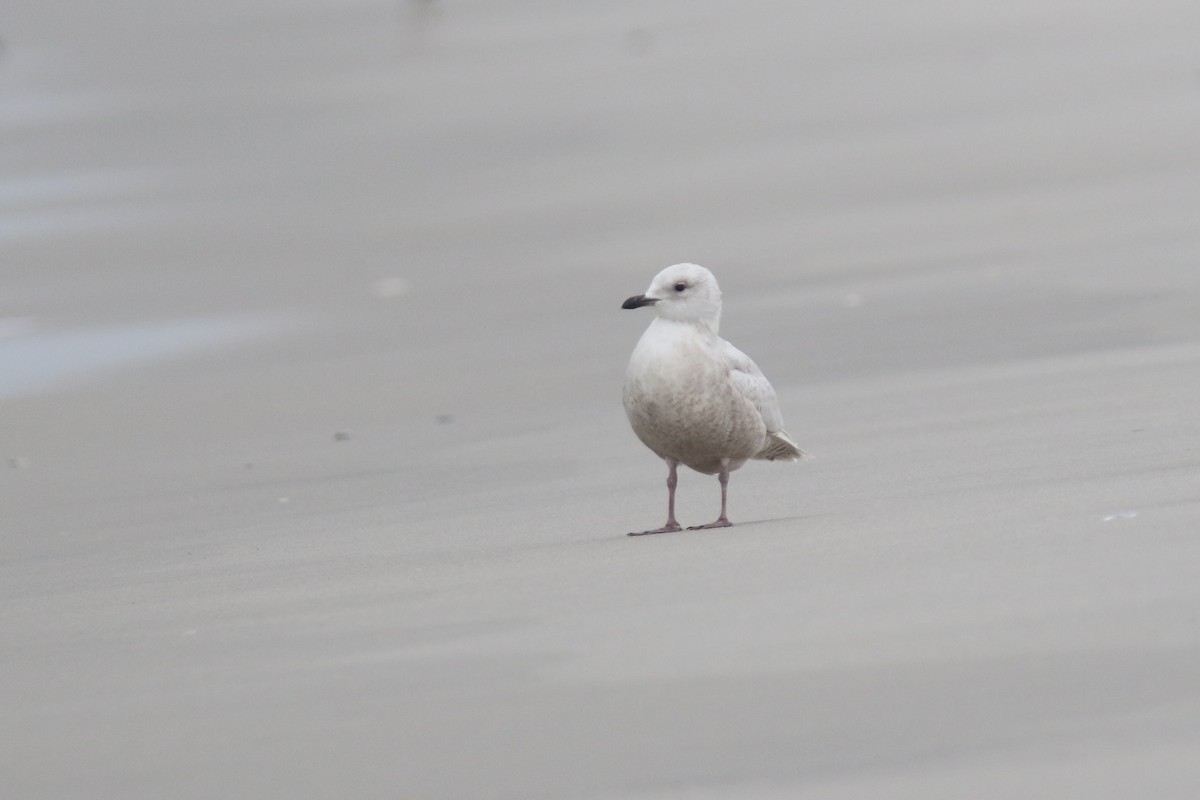 Gaviota Groenlandesa (kumlieni/glaucoides) - ML25670311