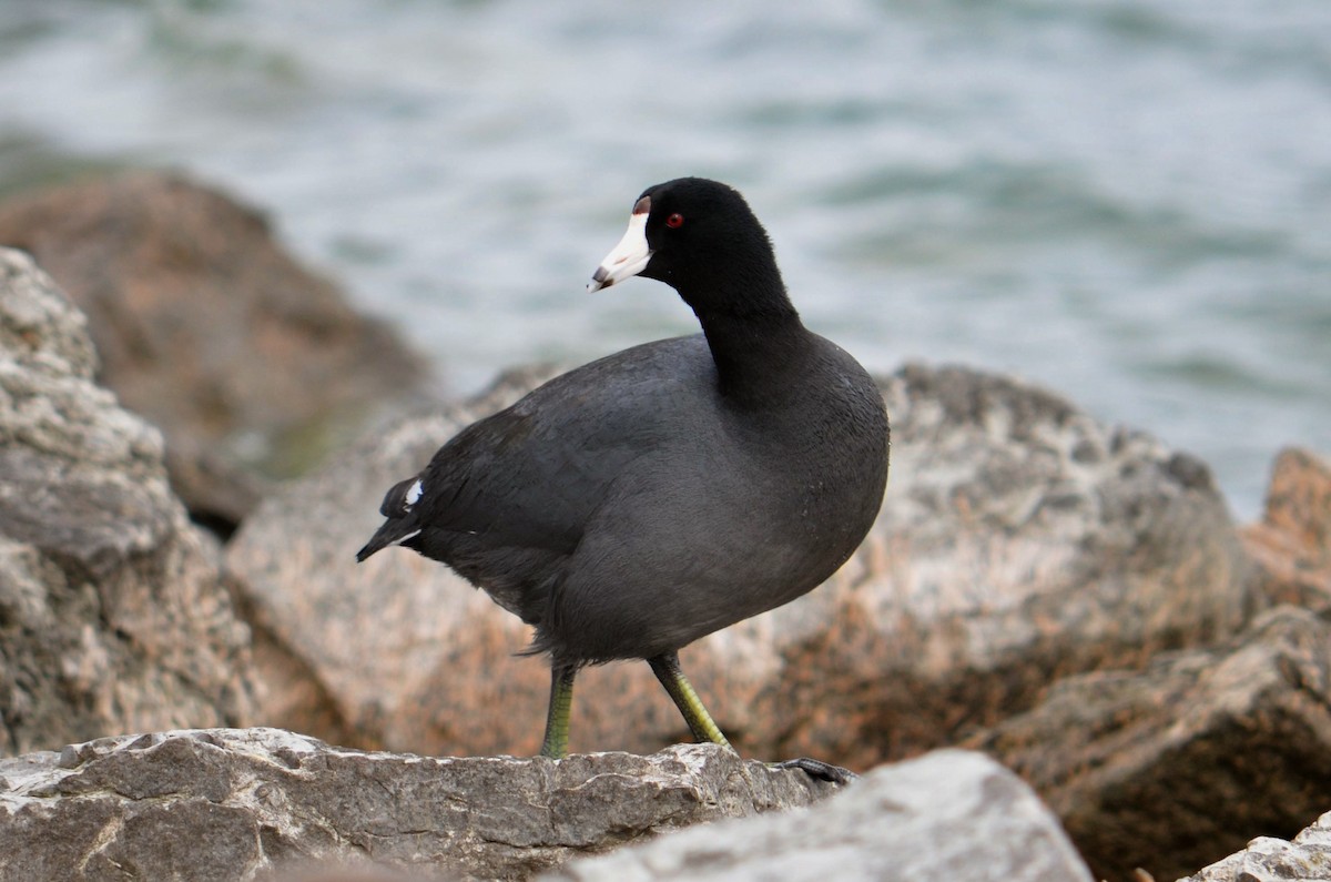 American Coot (Red-shielded) - ML25670341