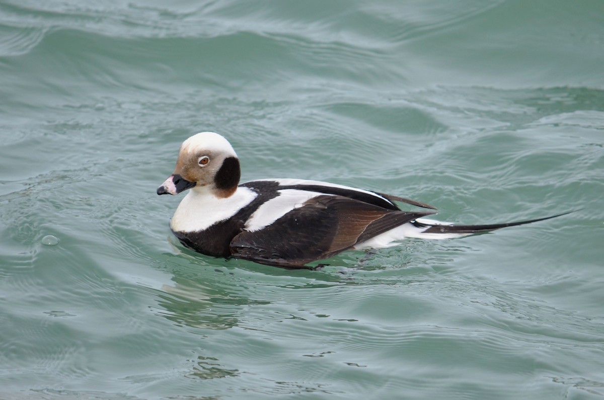 ברווז קרח - ML25670361