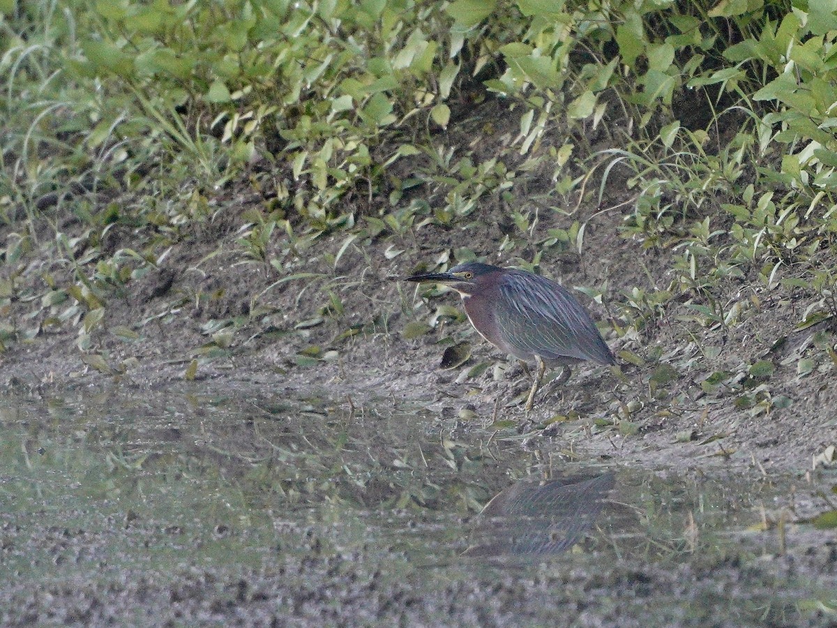 Green Heron - ML256703871