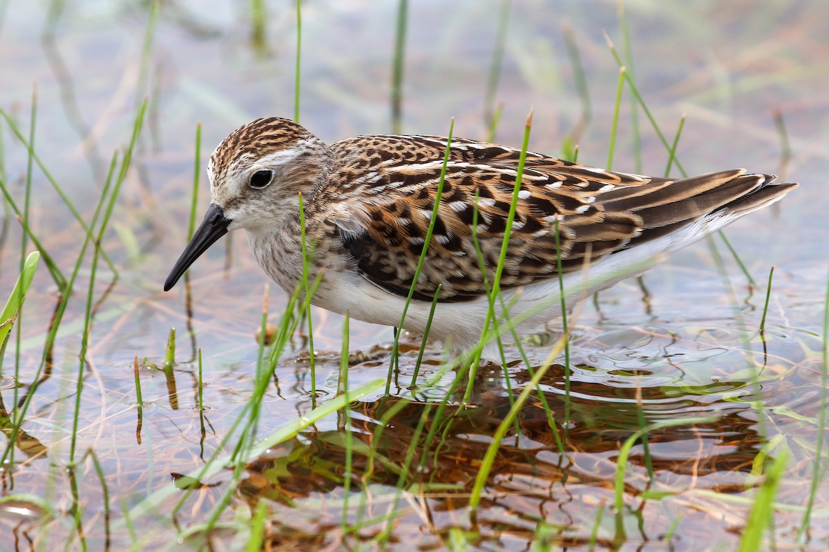 Least Sandpiper - ML256704091