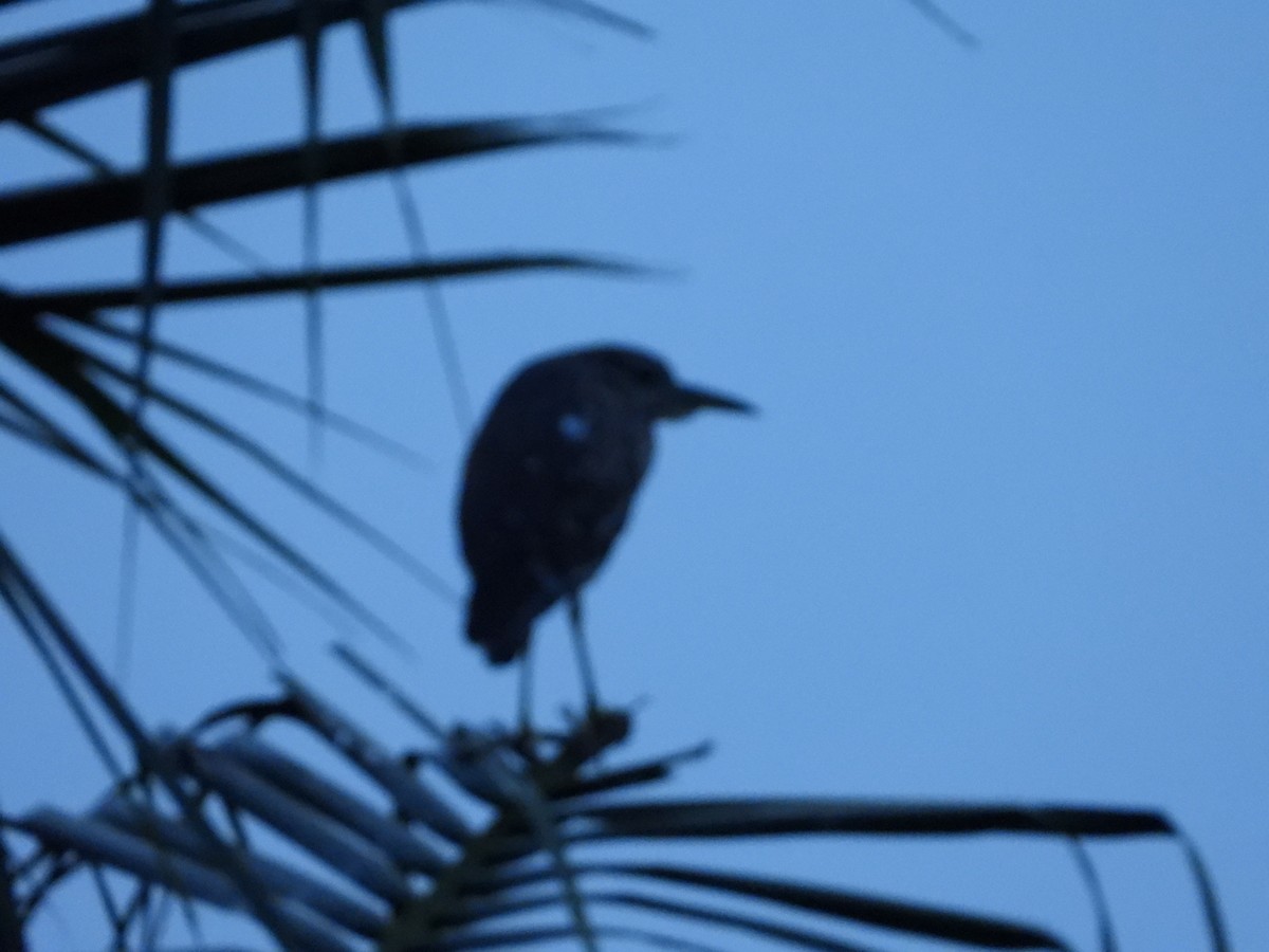 Black-crowned Night Heron - ML256704121