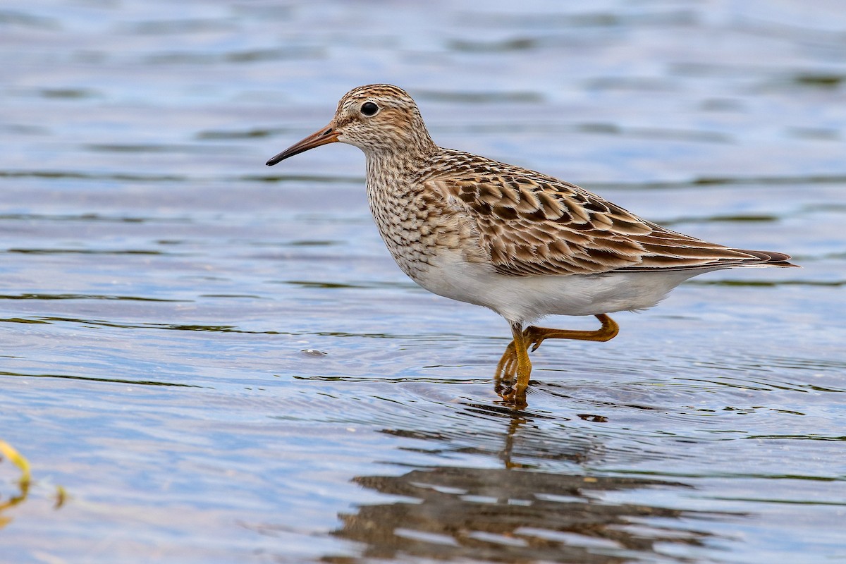 Pectoral Sandpiper - ML256704181