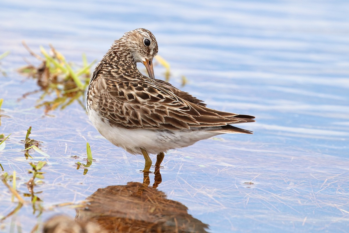 Pectoral Sandpiper - Martina Nordstrand