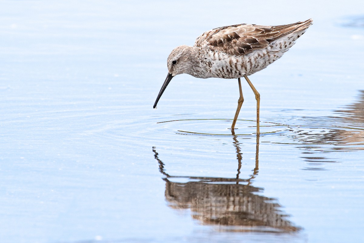 Stilt Sandpiper - ML256704651