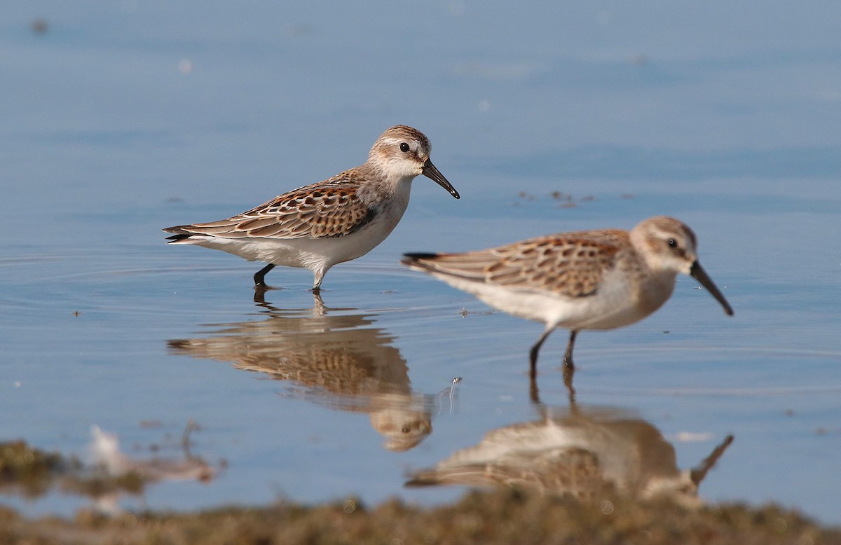 Western Sandpiper - ML256705141