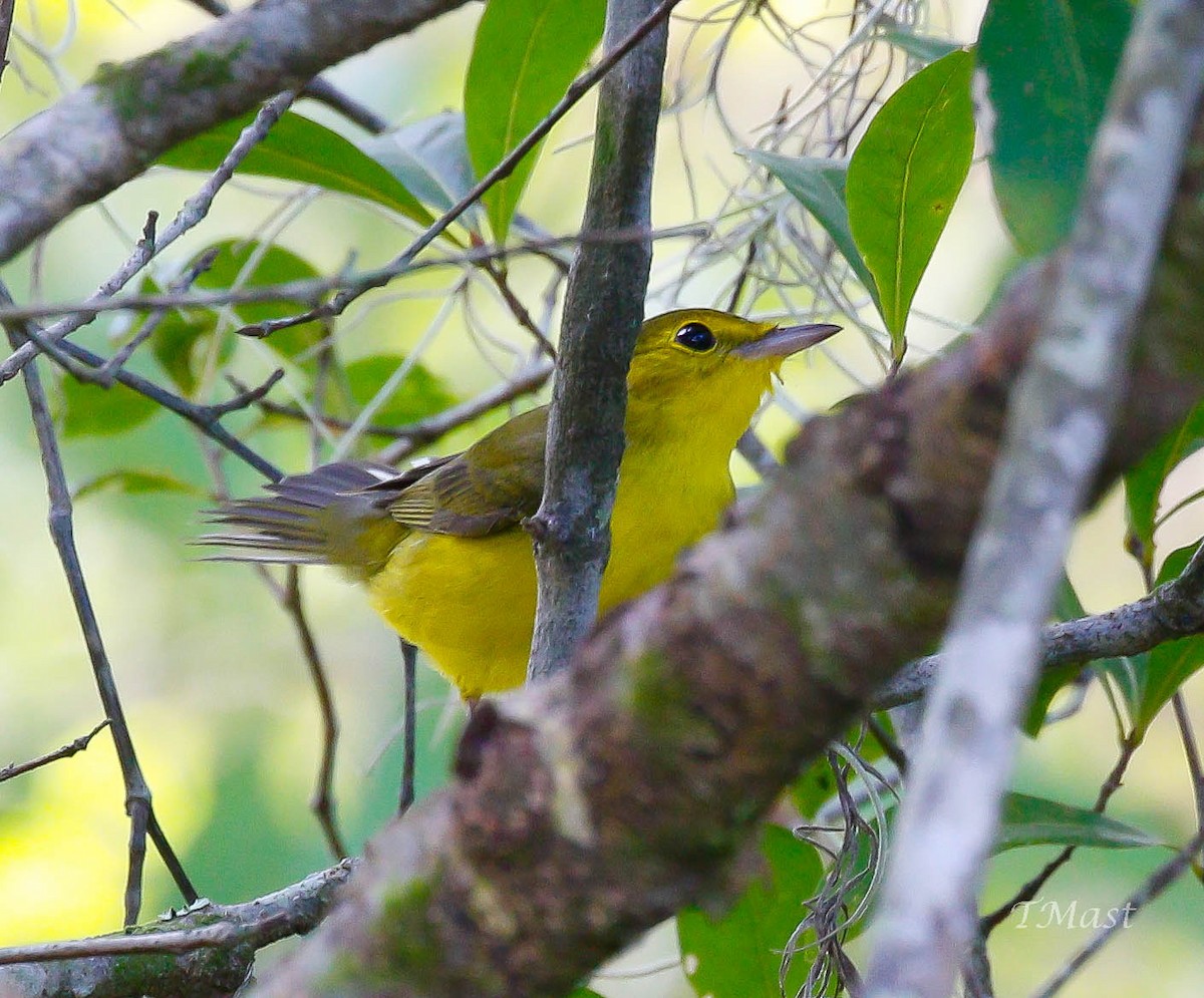 Hooded Warbler - ML256705811