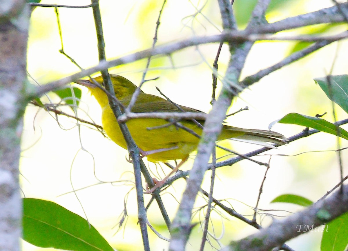 Hooded Warbler - ML256705821