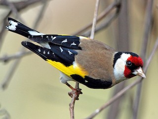 Adult - European Goldfinch