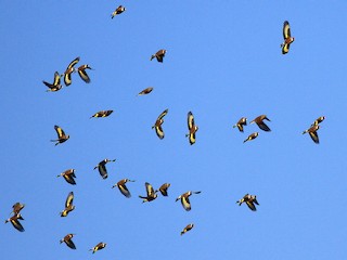  - European Goldfinch