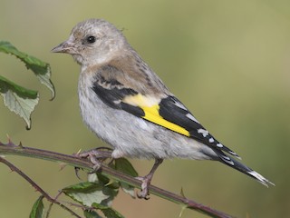 Juvenile - European Goldfinch