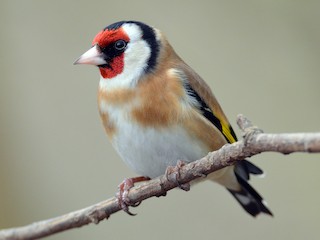 Adult - European Goldfinch
