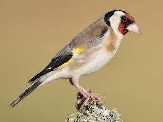Adult - European Goldfinch