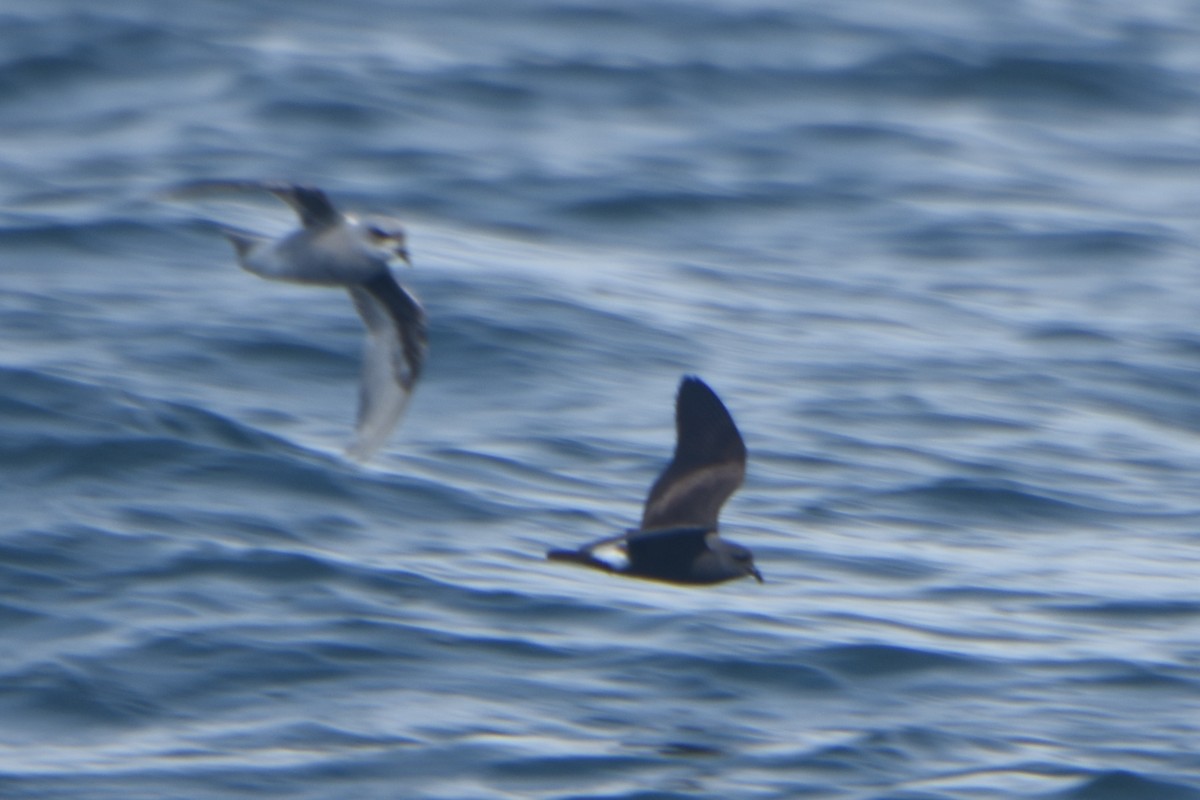 白腰叉尾海燕 - ML256708841