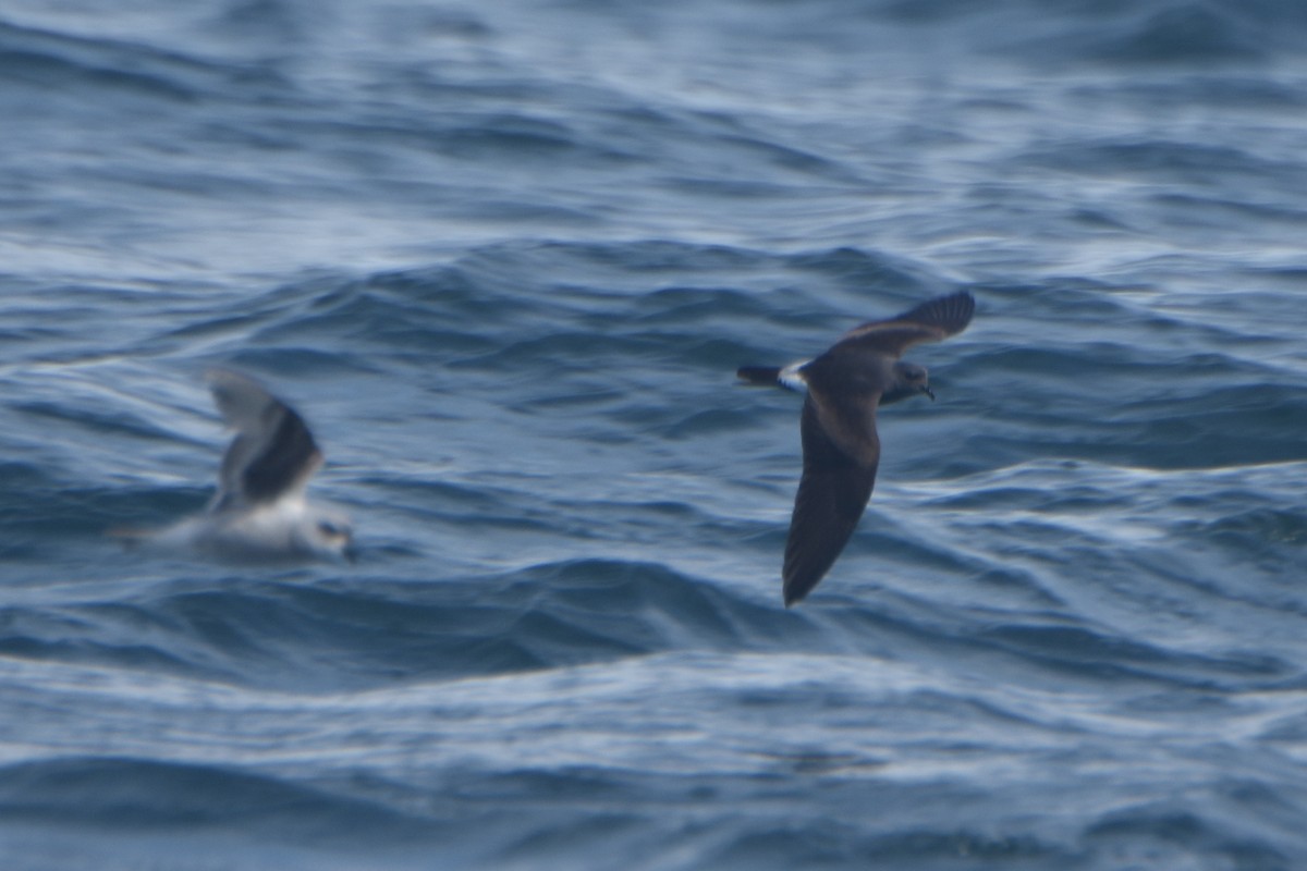 白腰叉尾海燕 - ML256708861