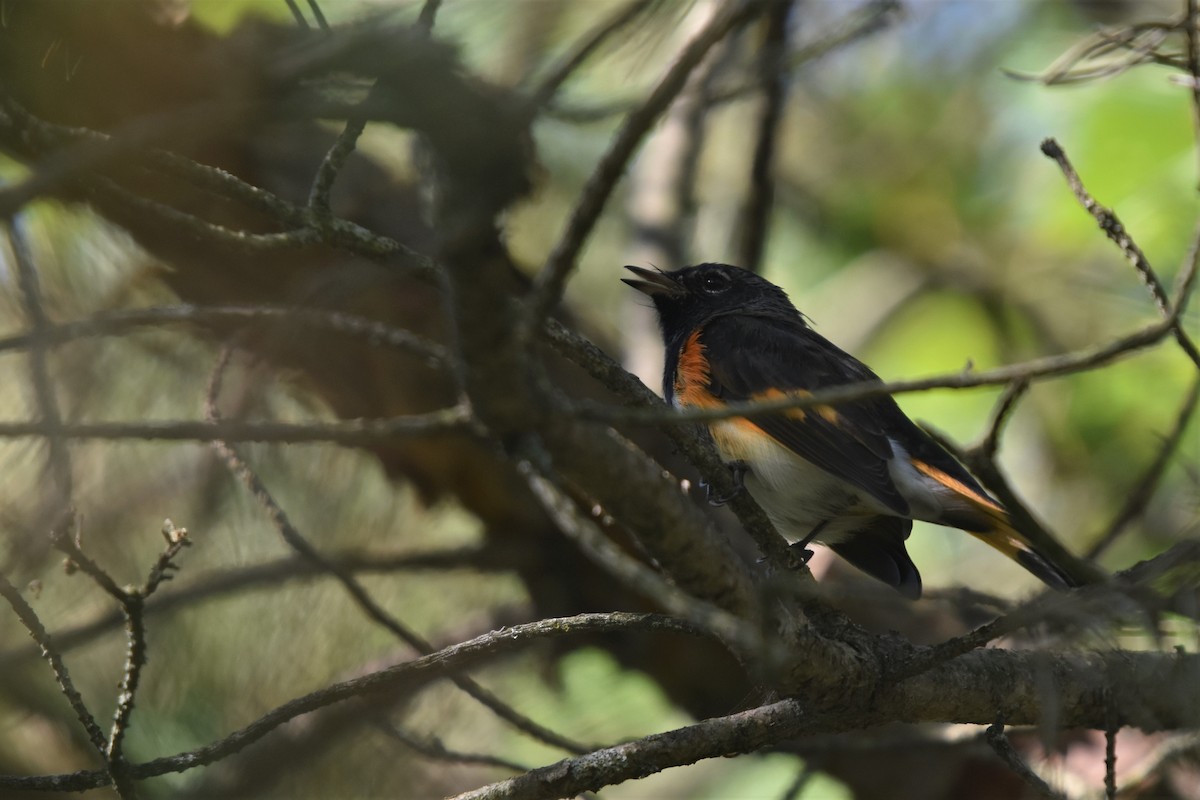 American Redstart - ML256709161