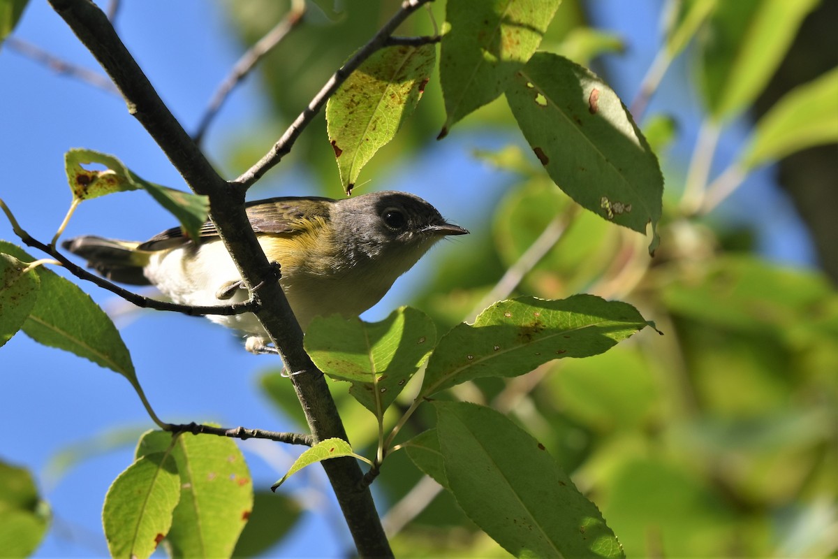 American Redstart - ML256709171