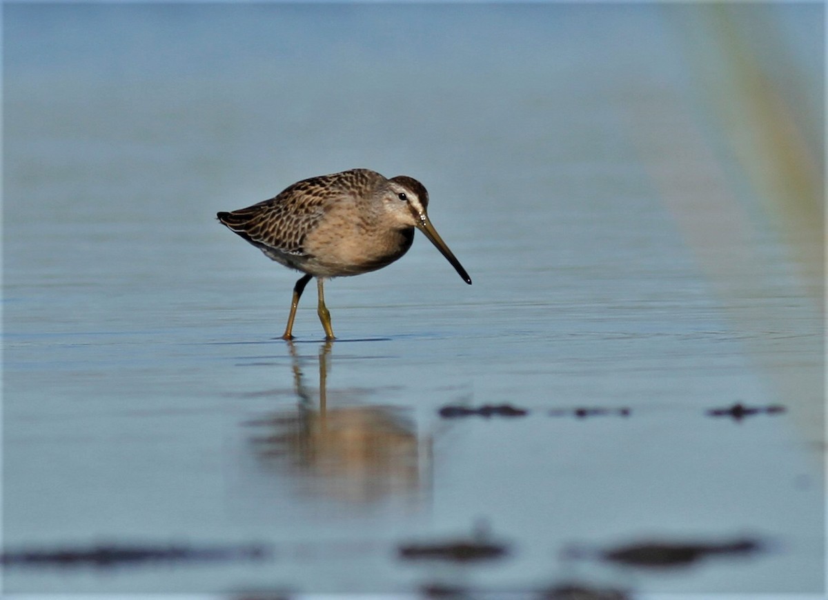 Short-billed Dowitcher - ML256709951