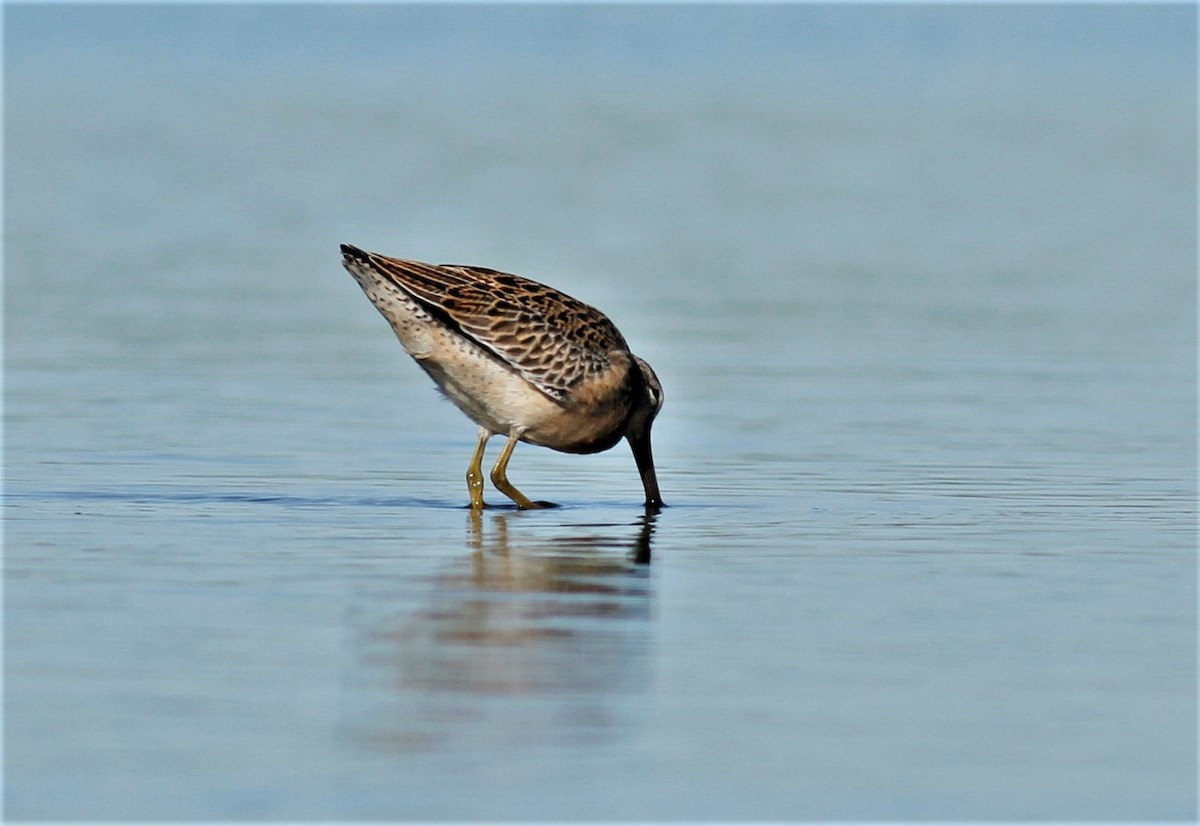 Short-billed Dowitcher - ML256709961