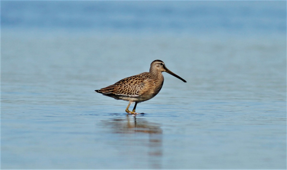 Short-billed Dowitcher - ML256709991