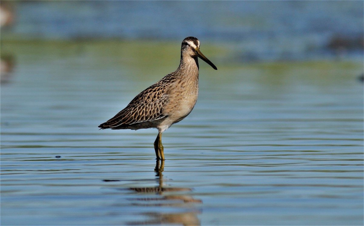 Short-billed Dowitcher - ML256710021