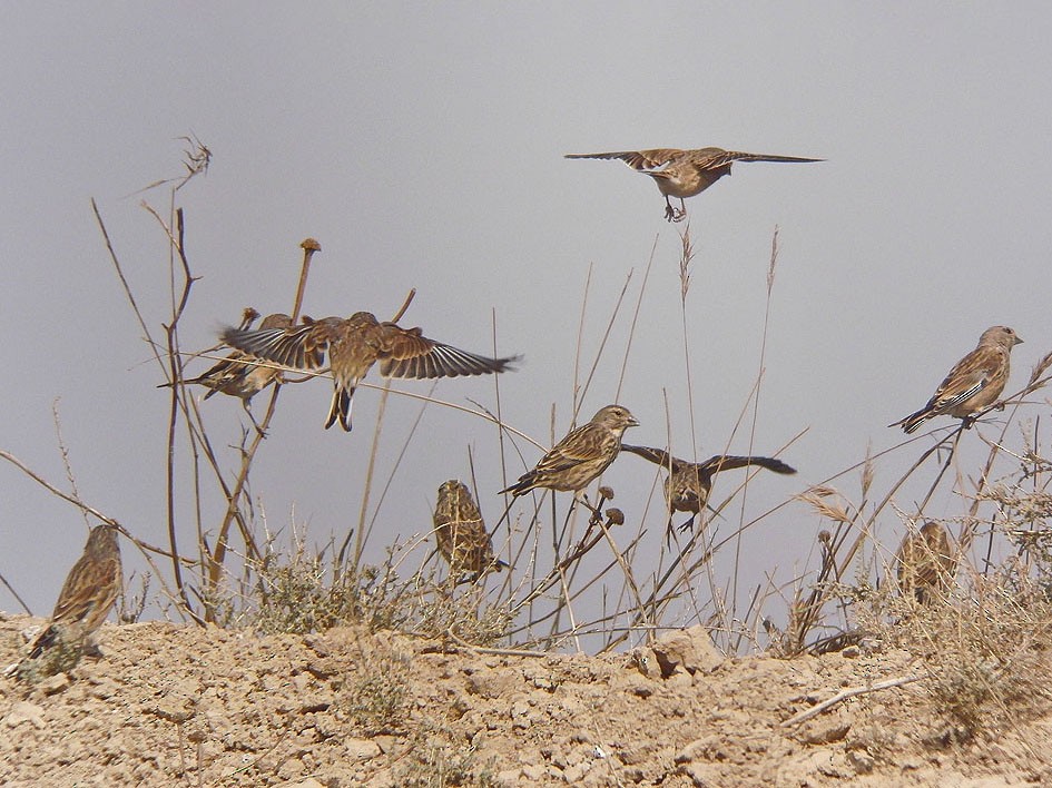 Eurasian Linnet