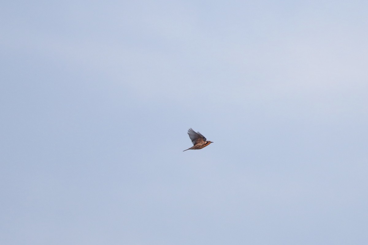 Yellow-throated Warbler - ML256711631