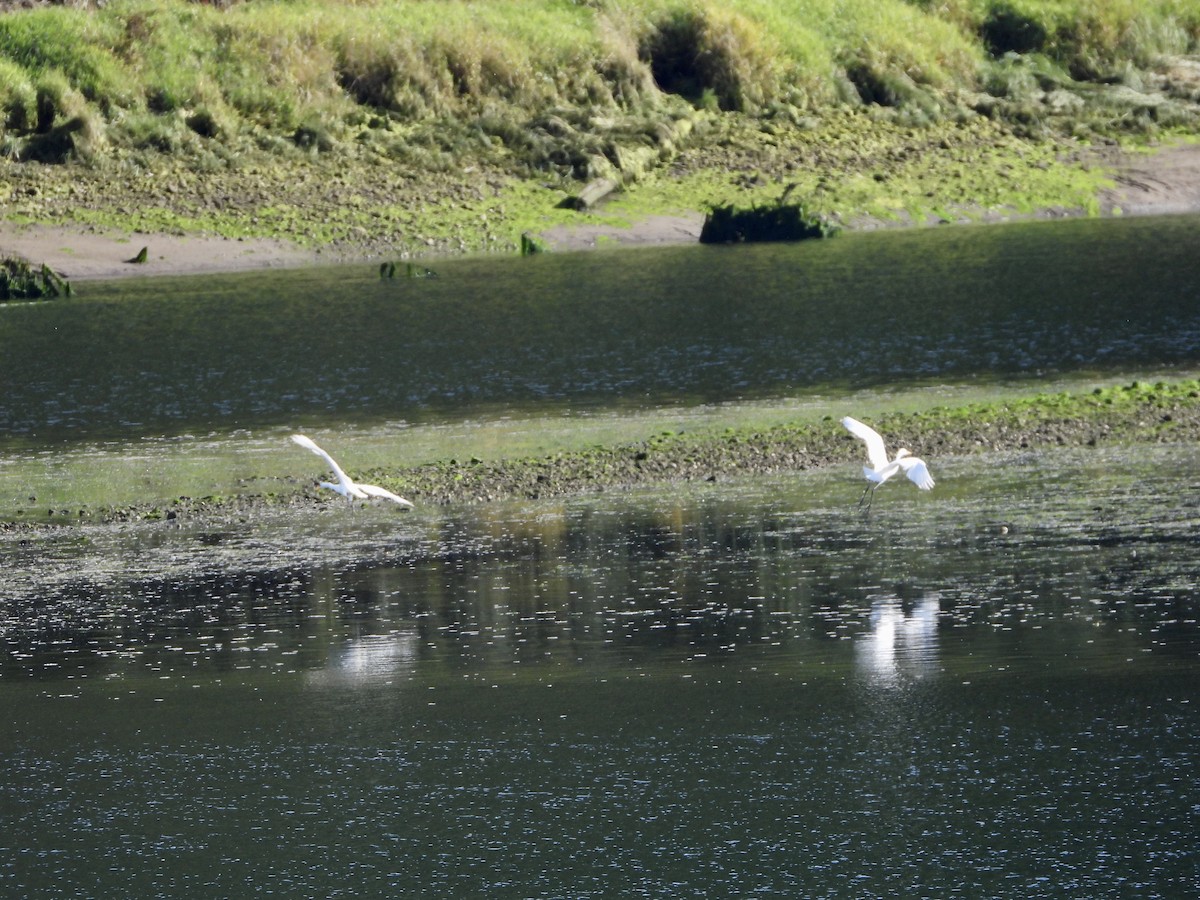 Great Egret - Jean Siesener