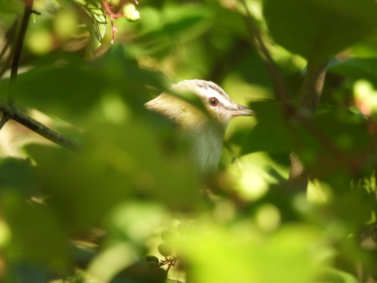 Red-eyed Vireo - Fritz Davis