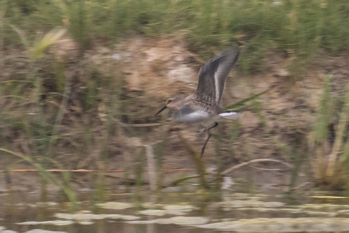 Western Sandpiper - ML256715761