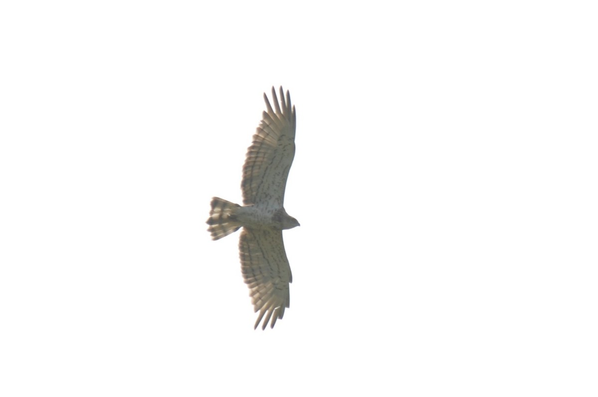 Short-toed Snake-Eagle - ML256715801