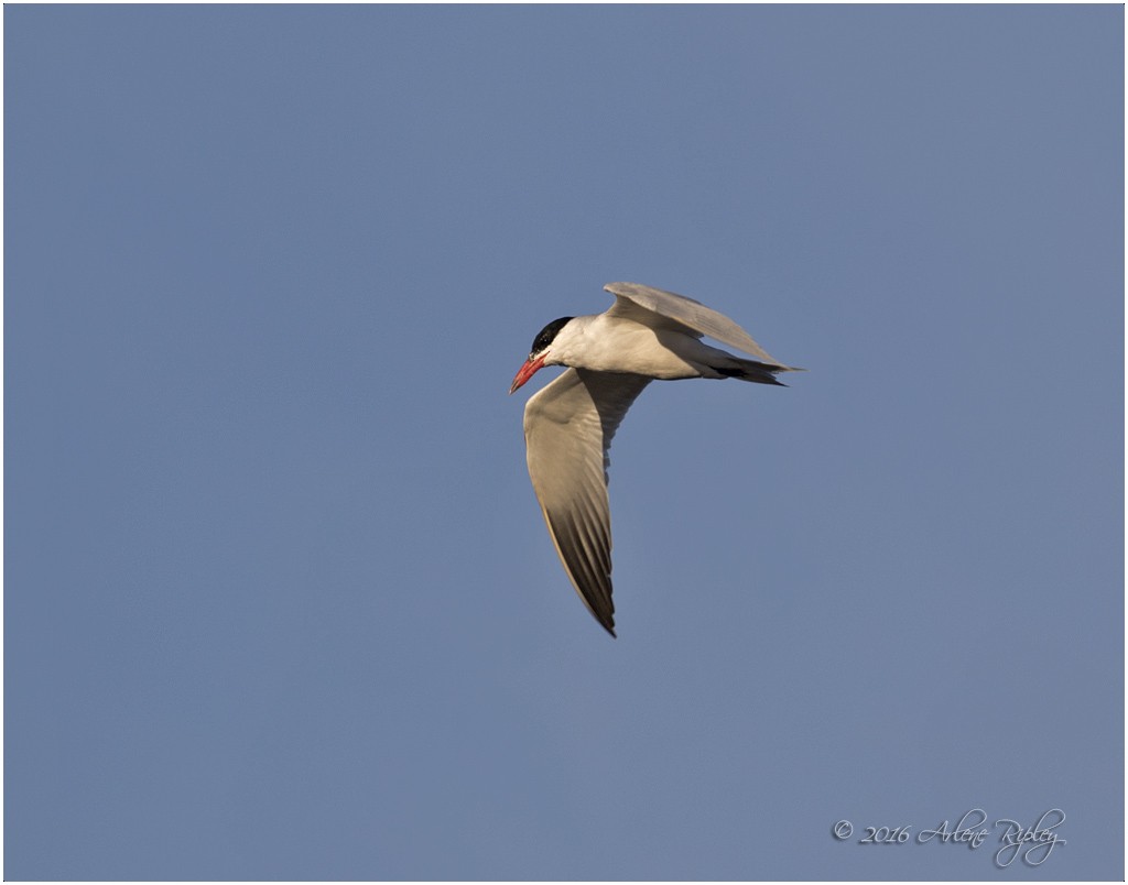 Caspian Tern - ML25671671