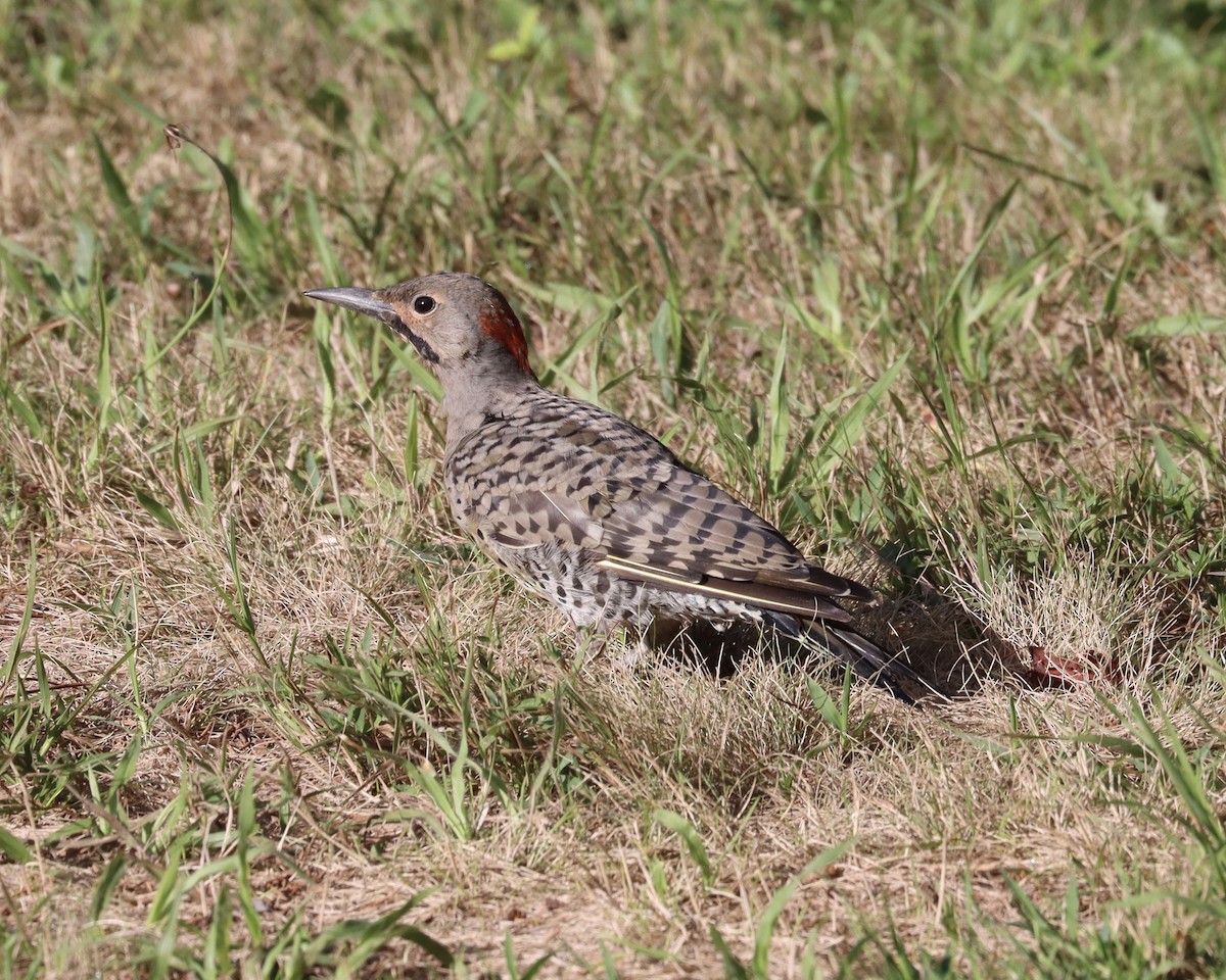 Northern Flicker (Yellow-shafted) - ML256717061