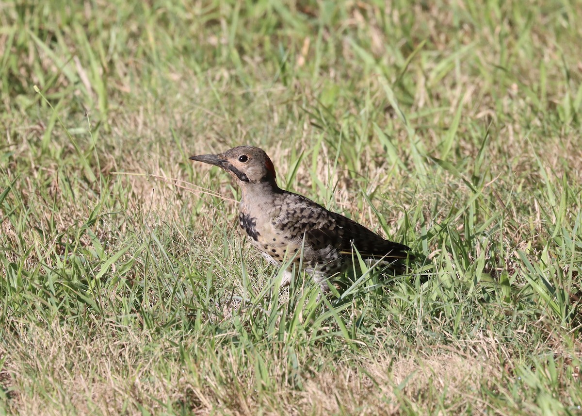 Northern Flicker (Yellow-shafted) - ML256717071