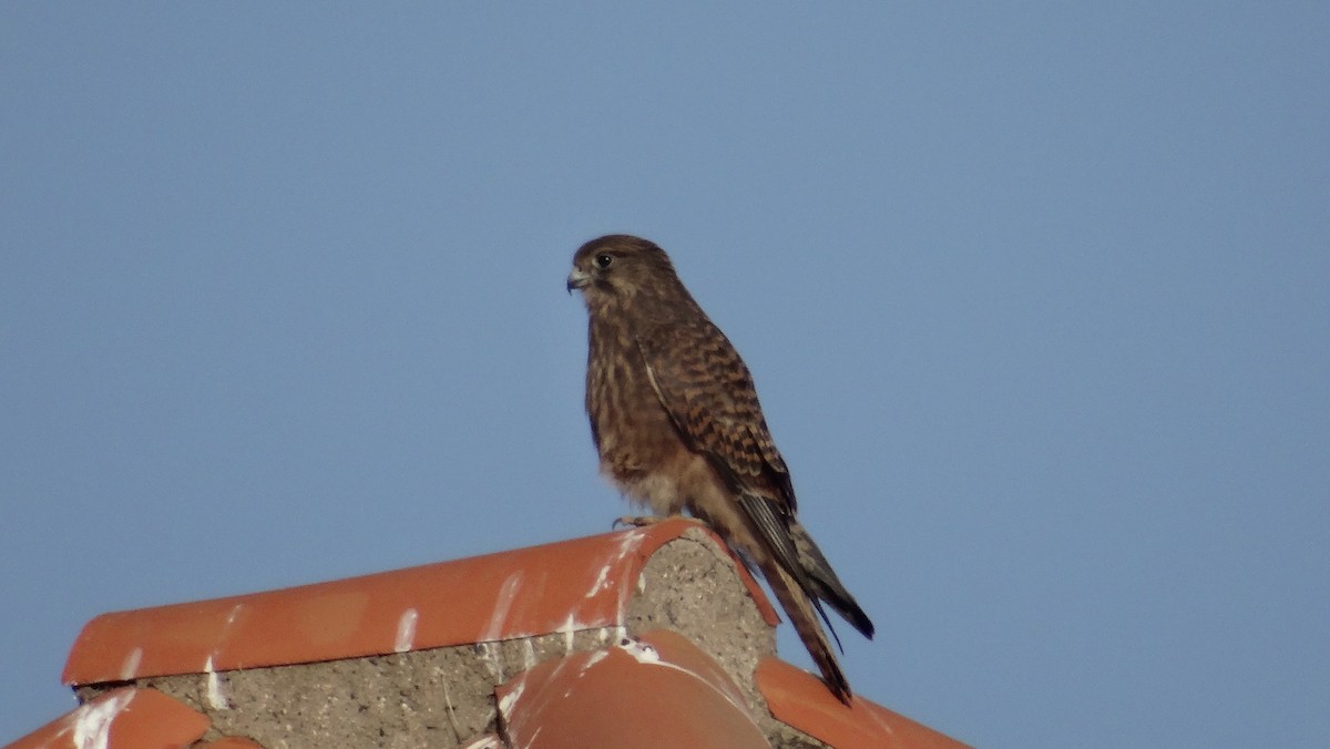 Turmfalke (canariensis/dacotiae) - ML256717511