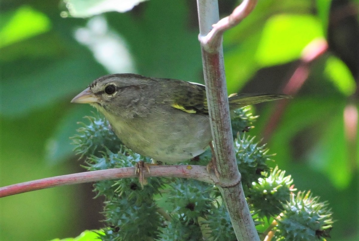 Olive Sparrow - ML256719591