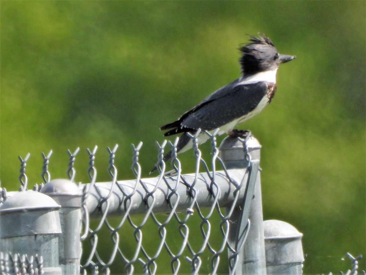 Belted Kingfisher - ML256720221