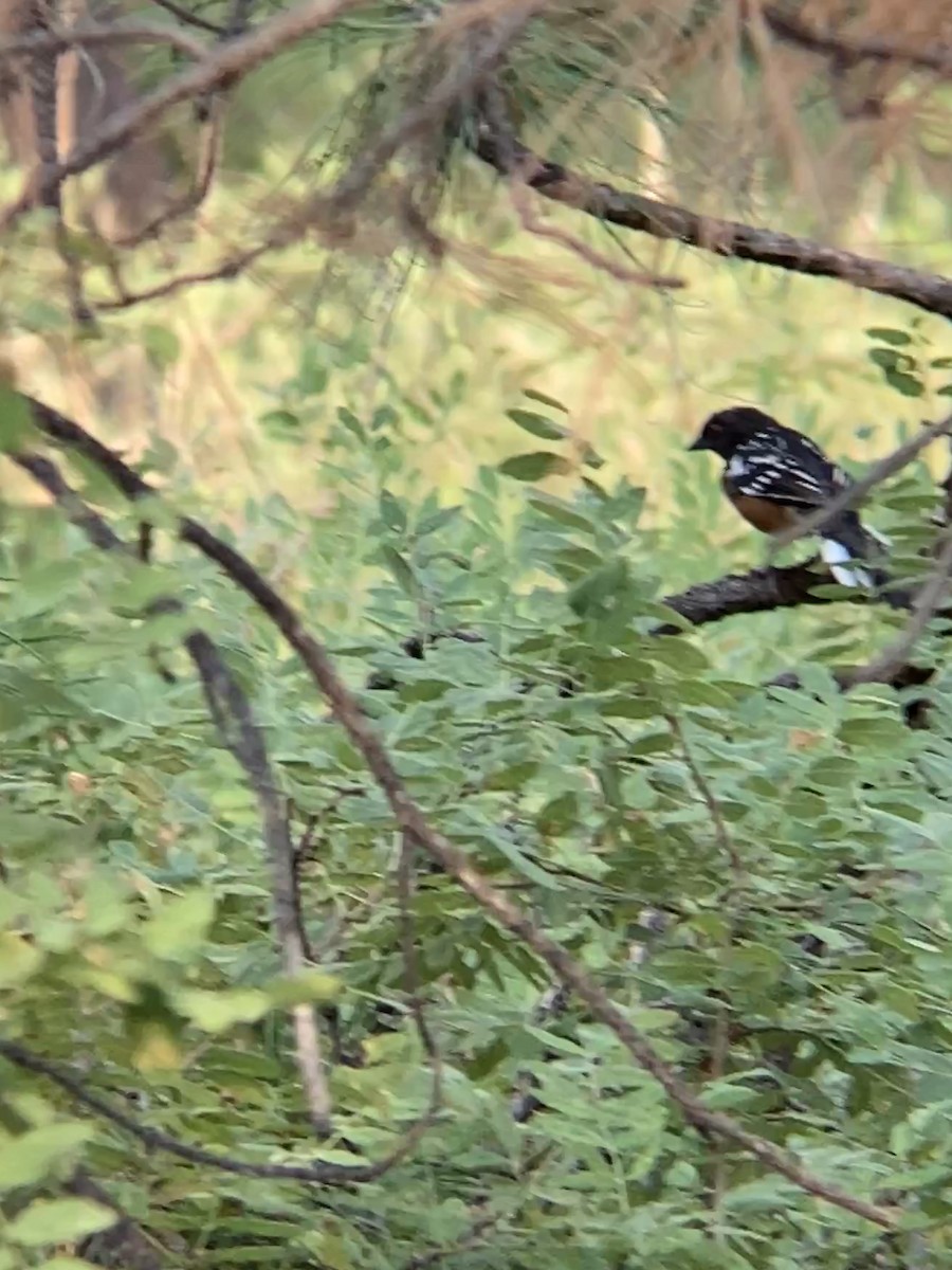 Spotted Towhee - ML256721171