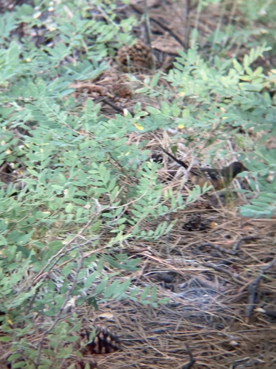 Spotted Towhee - ML256721211