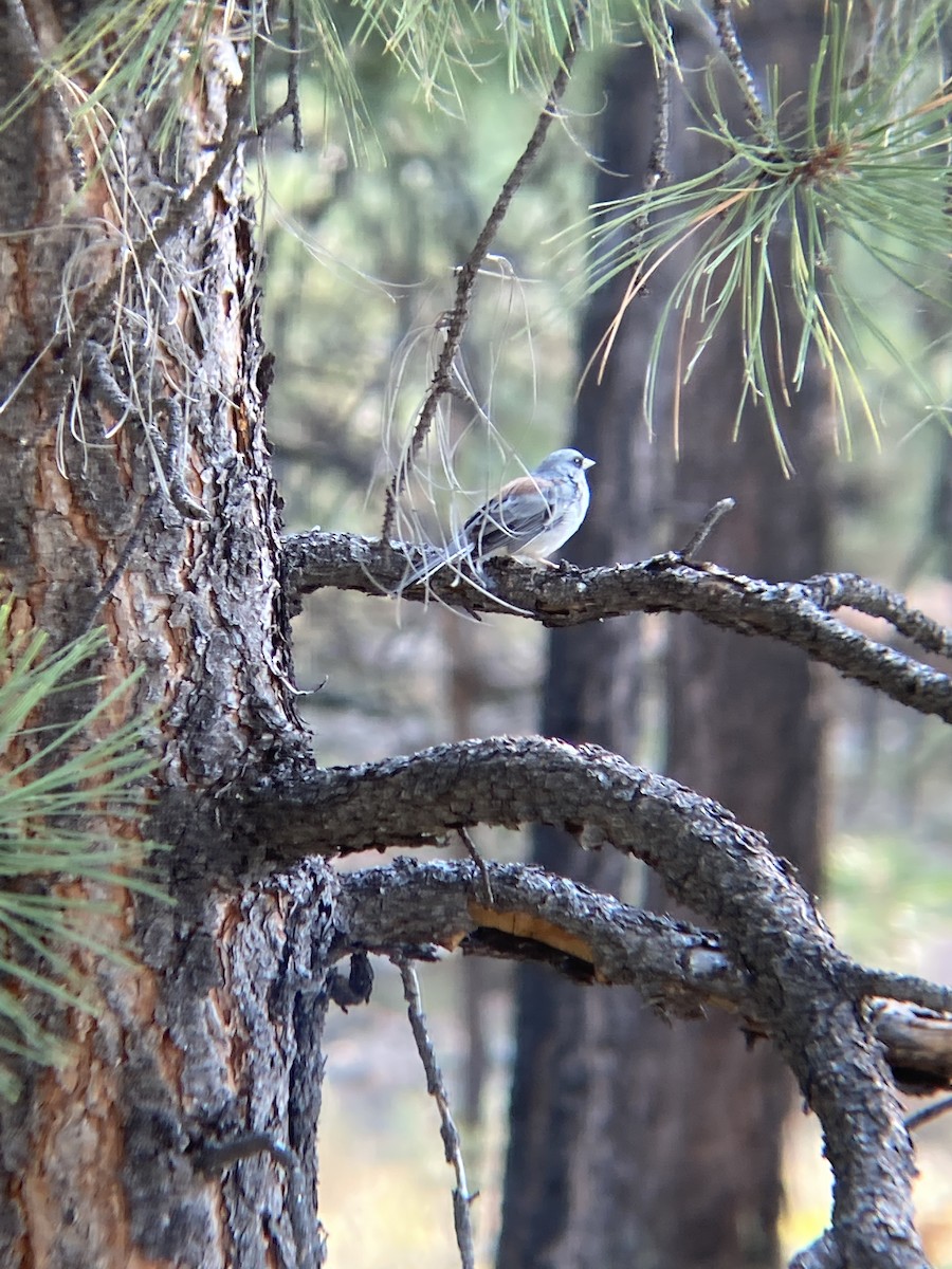 Dark-eyed Junco (Red-backed) - ML256721221
