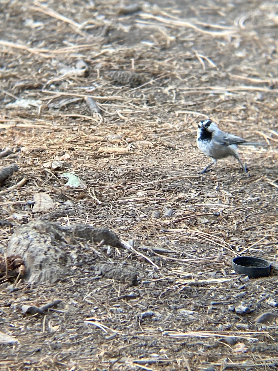 Mountain Chickadee - ML256721271
